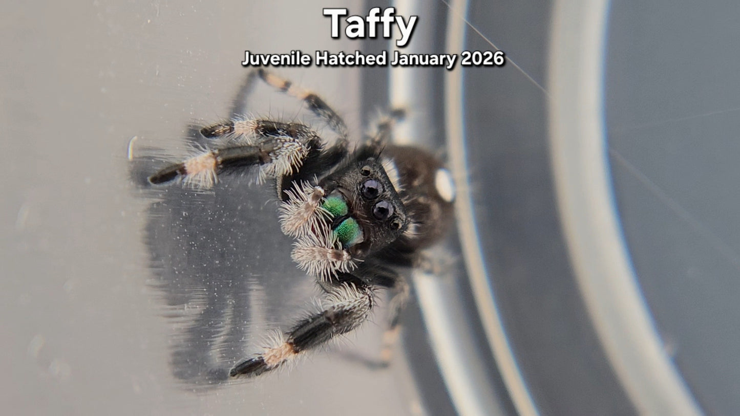 "Taffy" Male Regal (Phidippus regius) - Juvenile Hatched January 2026