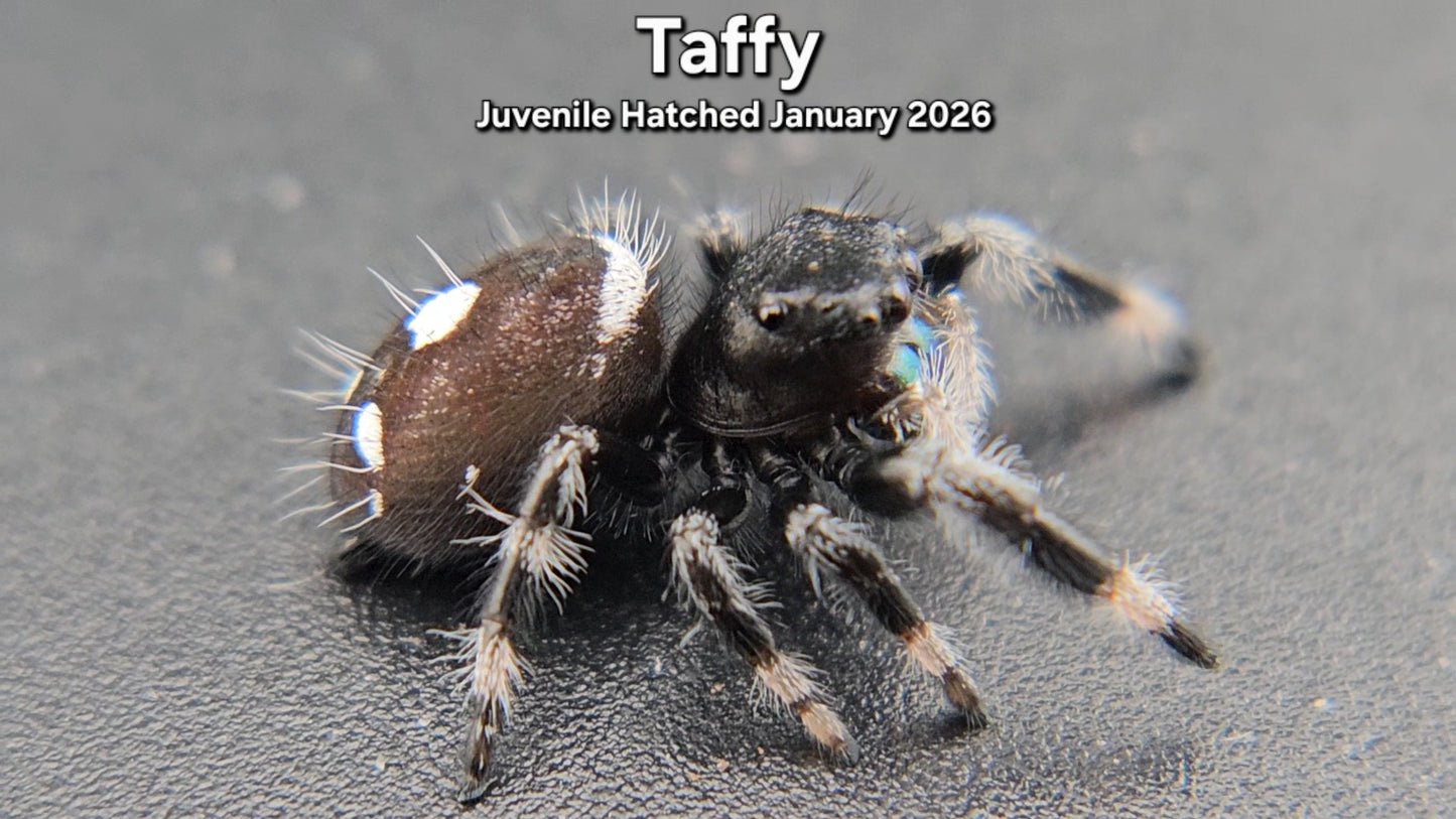 "Taffy" Male Regal (Phidippus regius) - Juvenile Hatched January 2026