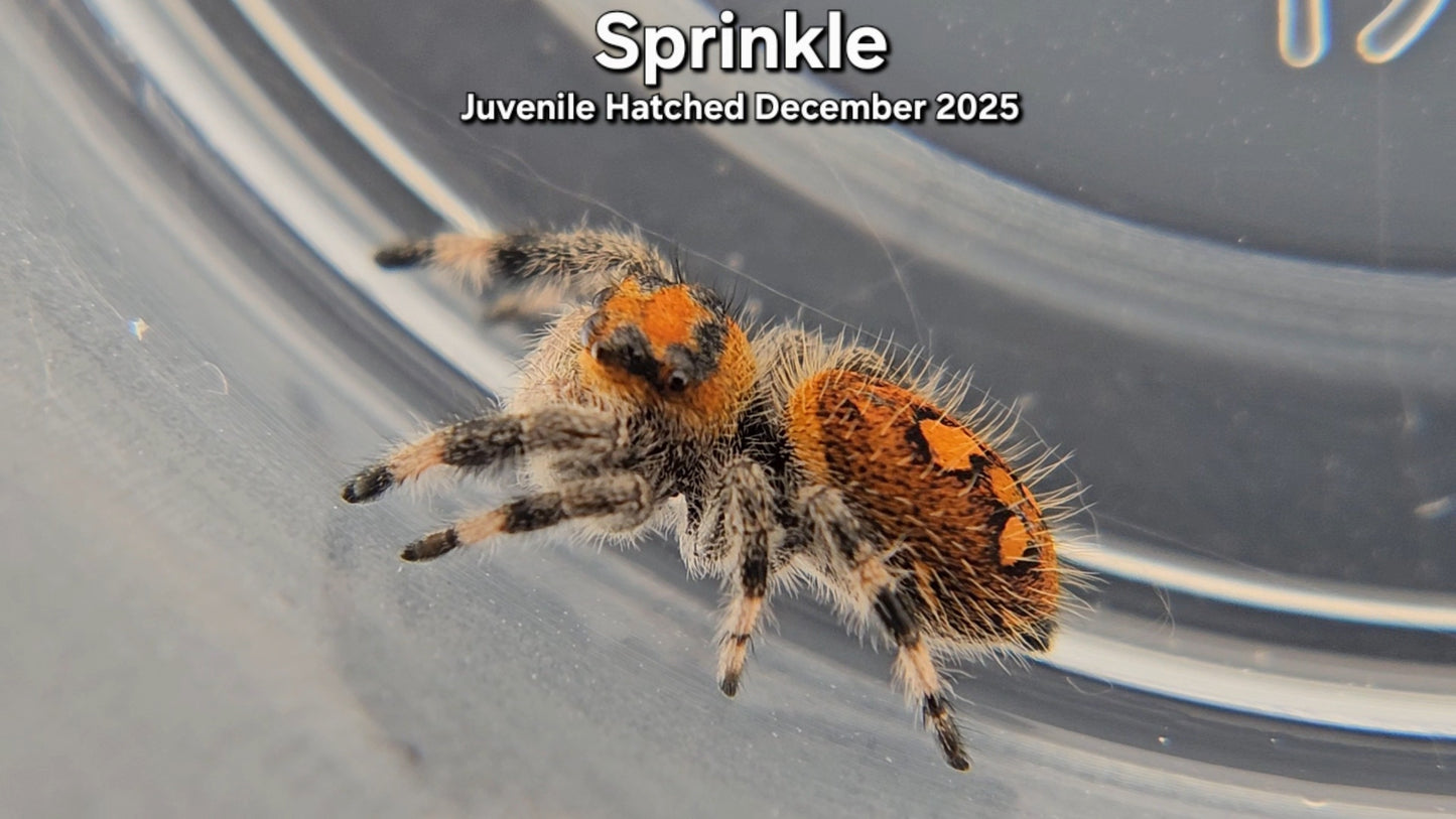 "Sprinkle" Female Regal (Phidippus regius) - Juvenile Hatched December 2025