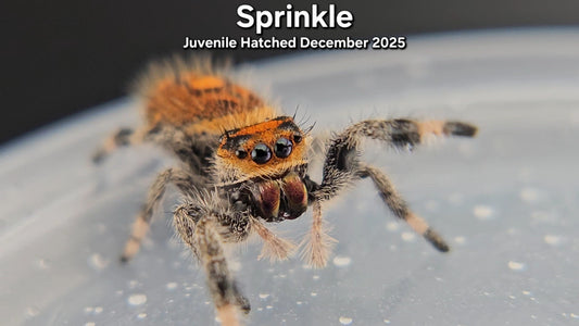 "Sprinkle" Female Regal (Phidippus regius) - Juvenile Hatched December 2025