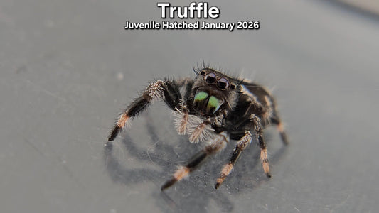 "Truffle" Male Regal (Phidippus regius) - Juvenile Hatched January 2026