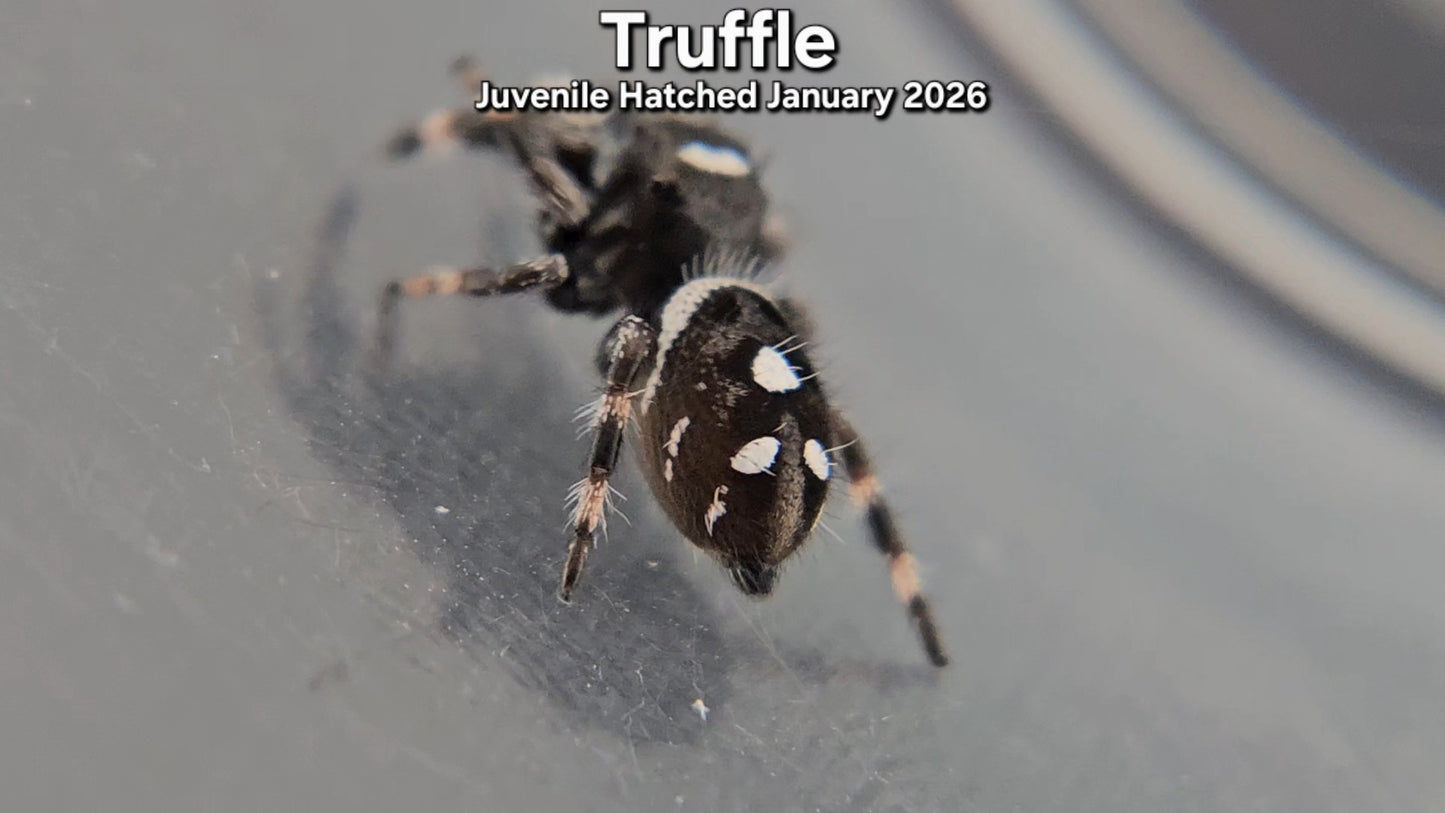 "Truffle" Male Regal (Phidippus regius) - Juvenile Hatched January 2026