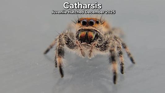 "Catharsis" Female Regal (Phidippus regius) - Juvenile Hatched December 2025