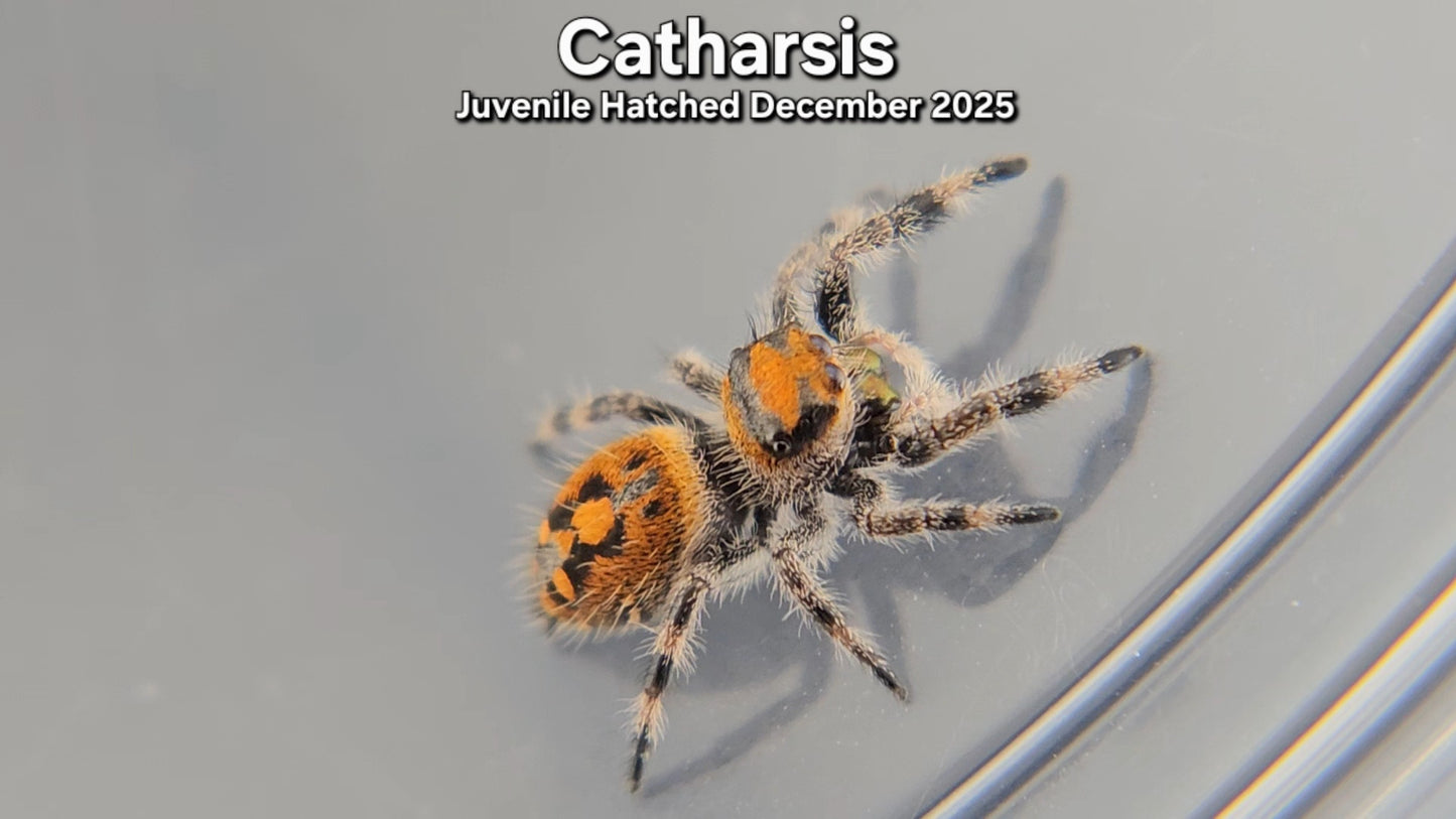 "Catharsis" Female Regal (Phidippus regius) - Juvenile Hatched December 2025