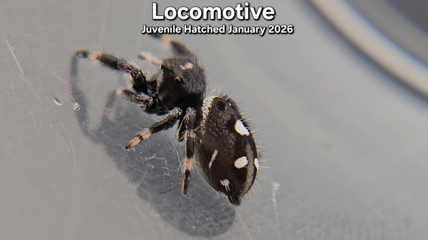 "Locomotive" Male Regal (Phidippus regius) - Juvenile Hatched January 2026