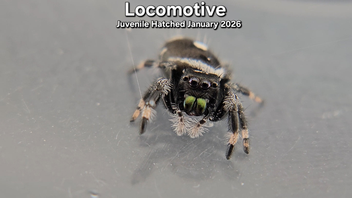 "Locomotive" Male Regal (Phidippus regius) - Juvenile Hatched January 2026