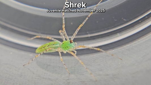 "Shrek" Unsexed Green Lynx Spider (Peucetia viridans) - Juvenile Hatched November 2025