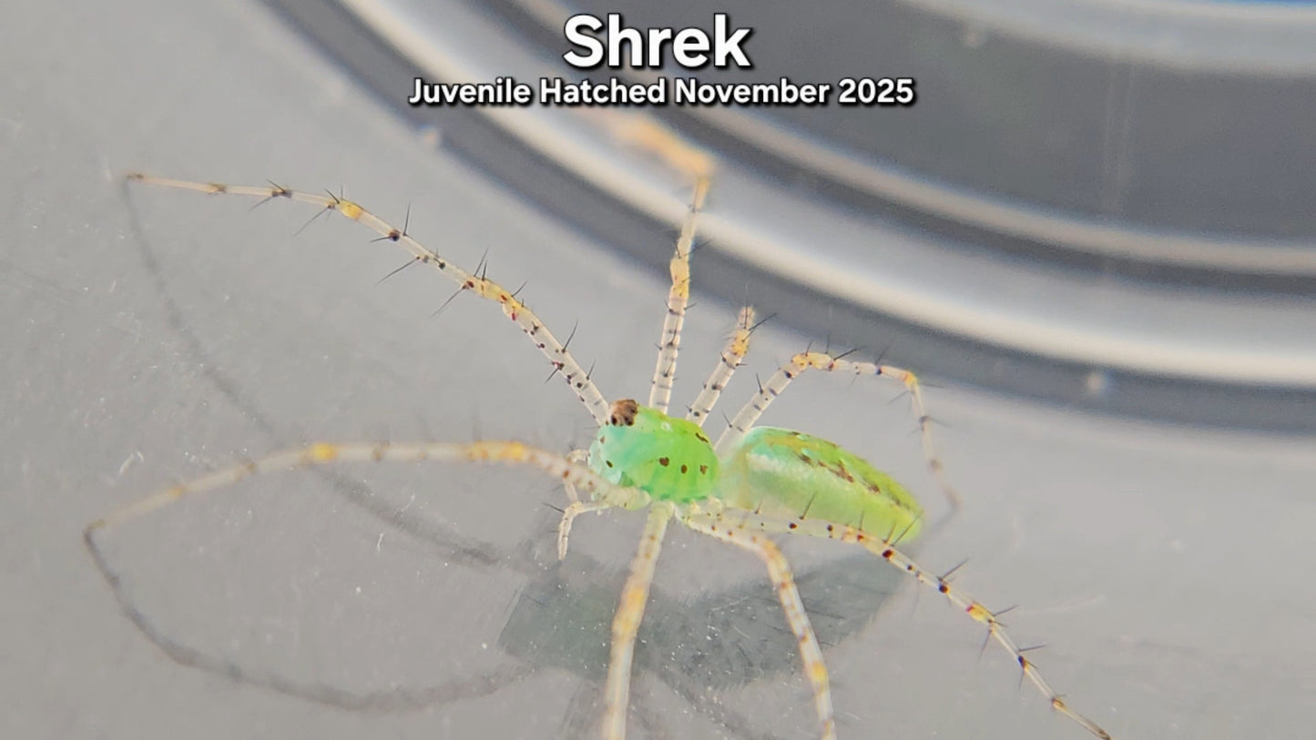 "Shrek" Unsexed Green Lynx Spider (Peucetia viridans) - Juvenile Hatched November 2025