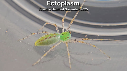 "Ectoplasm" Unsexed Green Lynx Spider (Peucetia viridans) - Juvenile Hatched November 2025