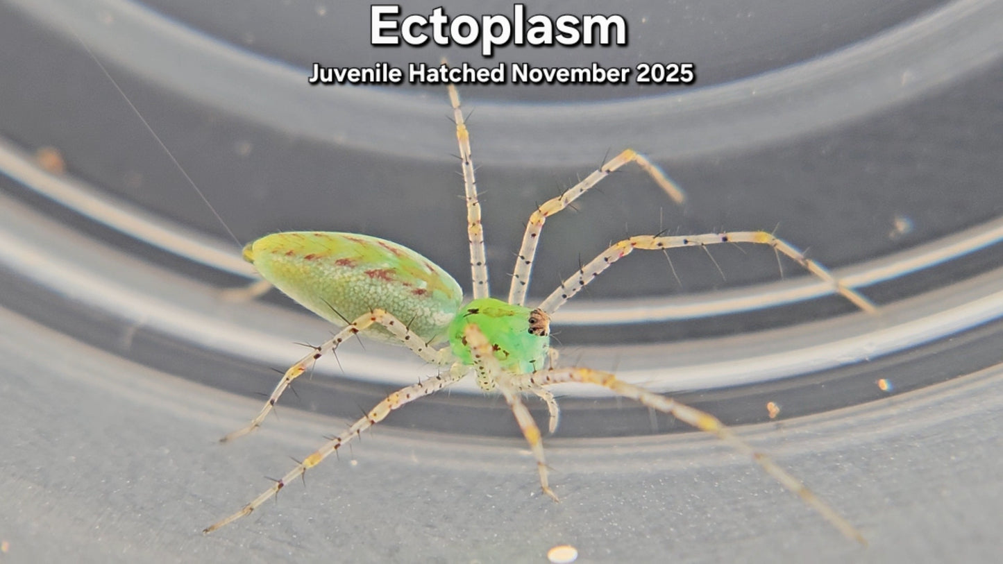 "Ectoplasm" Unsexed Green Lynx Spider (Peucetia viridans) - Juvenile Hatched November 2025