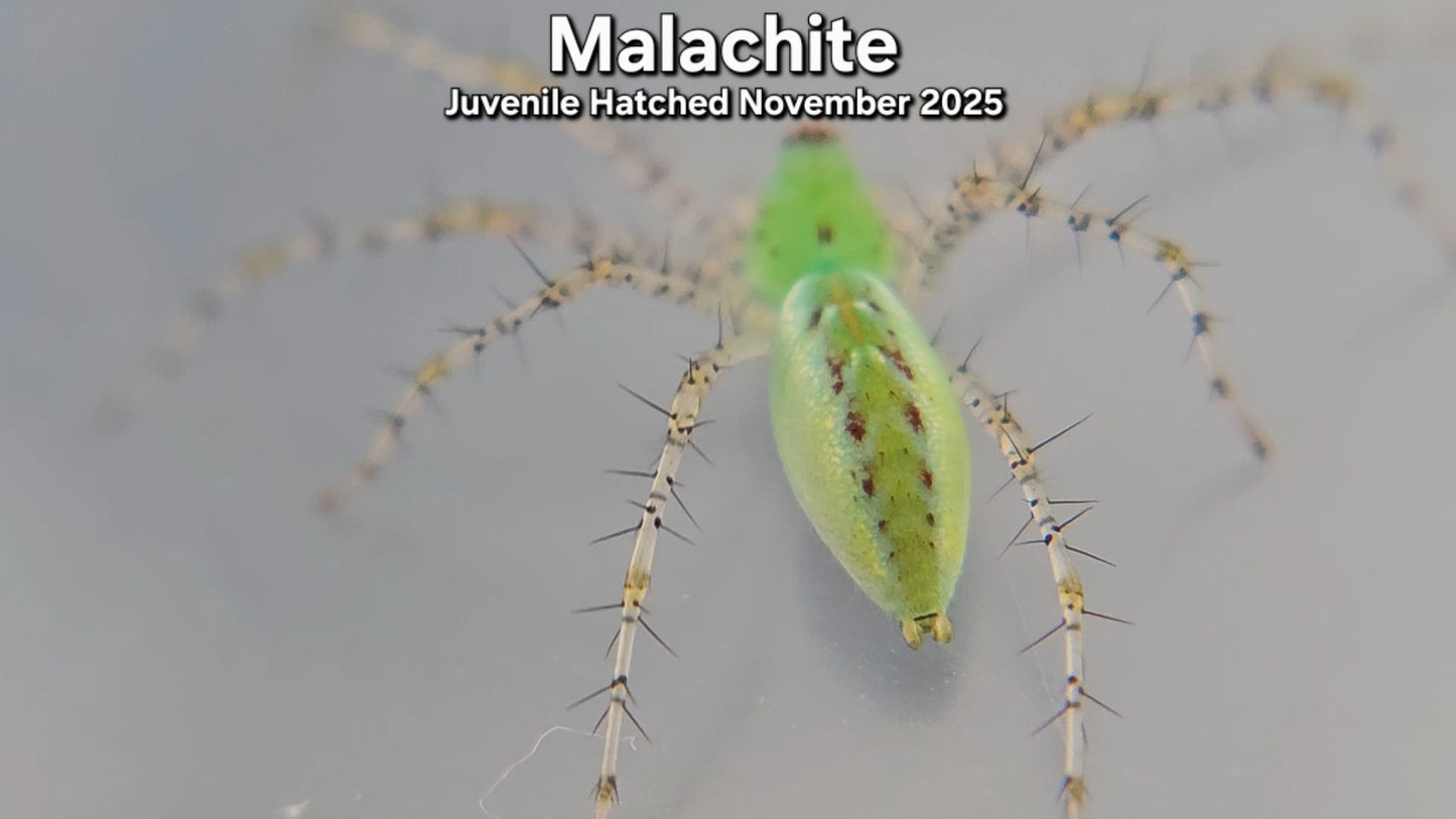 "Malachite" Unsexed Green Lynx Spider (Peucetia viridans) - Juvenile Hatched November 2025