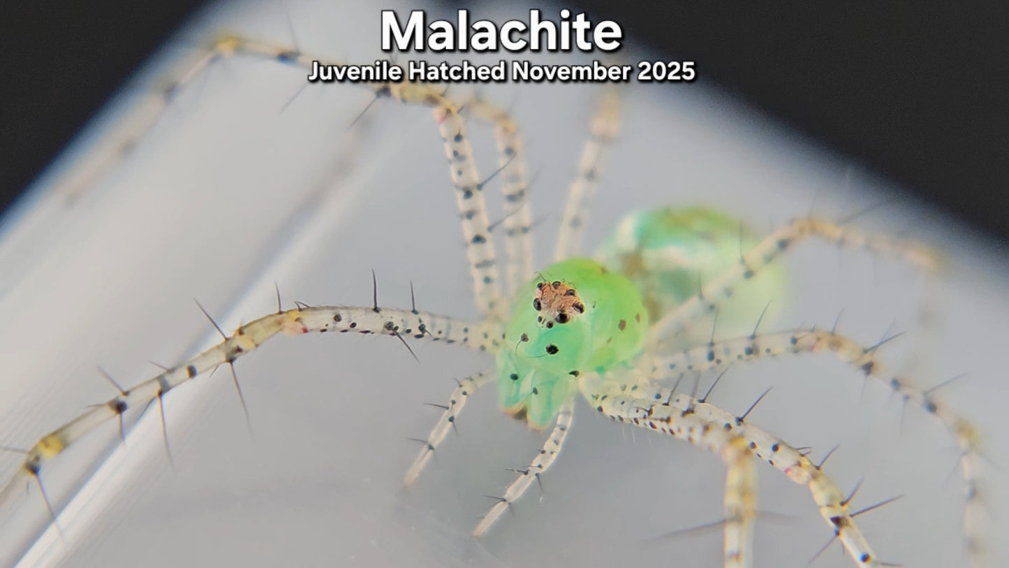 "Malachite" Unsexed Green Lynx Spider (Peucetia viridans) - Juvenile Hatched November 2025