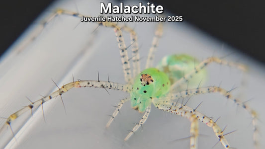 "Malachite" Unsexed Green Lynx Spider (Peucetia viridans) - Juvenile Hatched November 2025