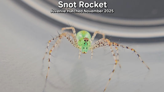 "Snot Rocket" Unsexed Green Lynx Spider (Peucetia viridans) - Juvenile Hatched November 2025