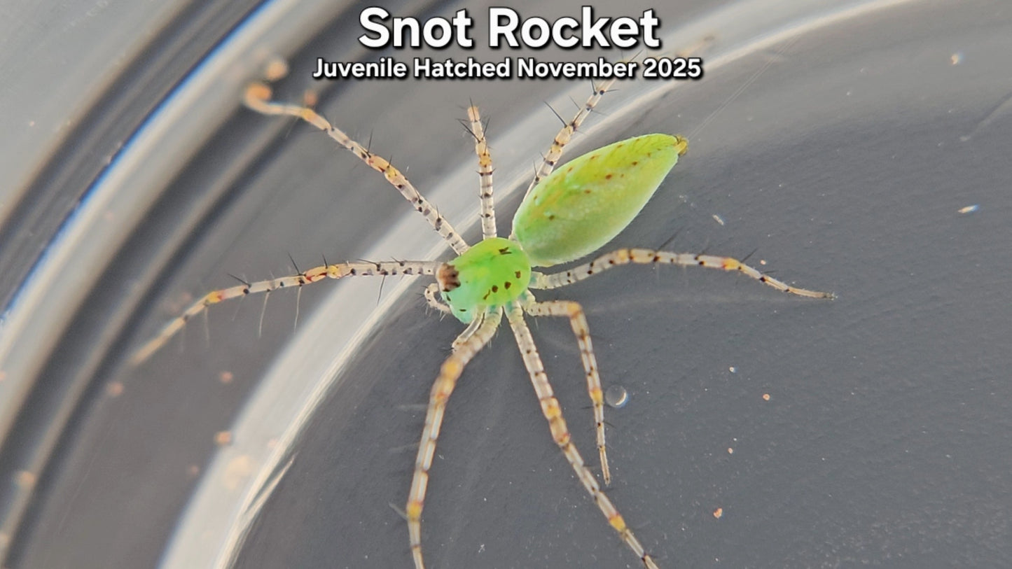 "Snot Rocket" Unsexed Green Lynx Spider (Peucetia viridans) - Juvenile Hatched November 2025
