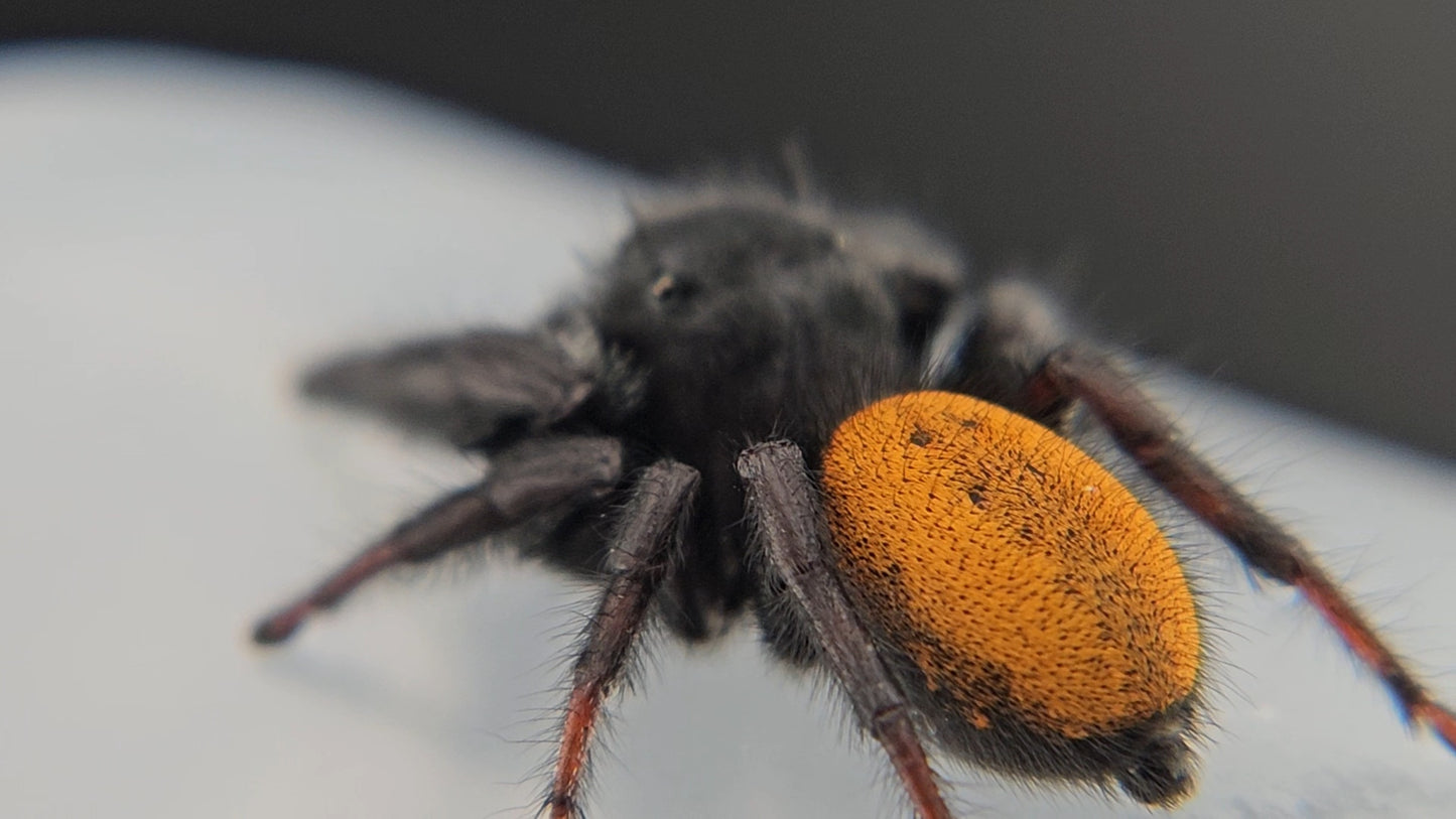 "Shoop" Male Phidippus ardens - Mature
