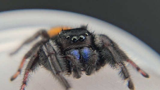 "Shoop" Male Phidippus ardens - Mature