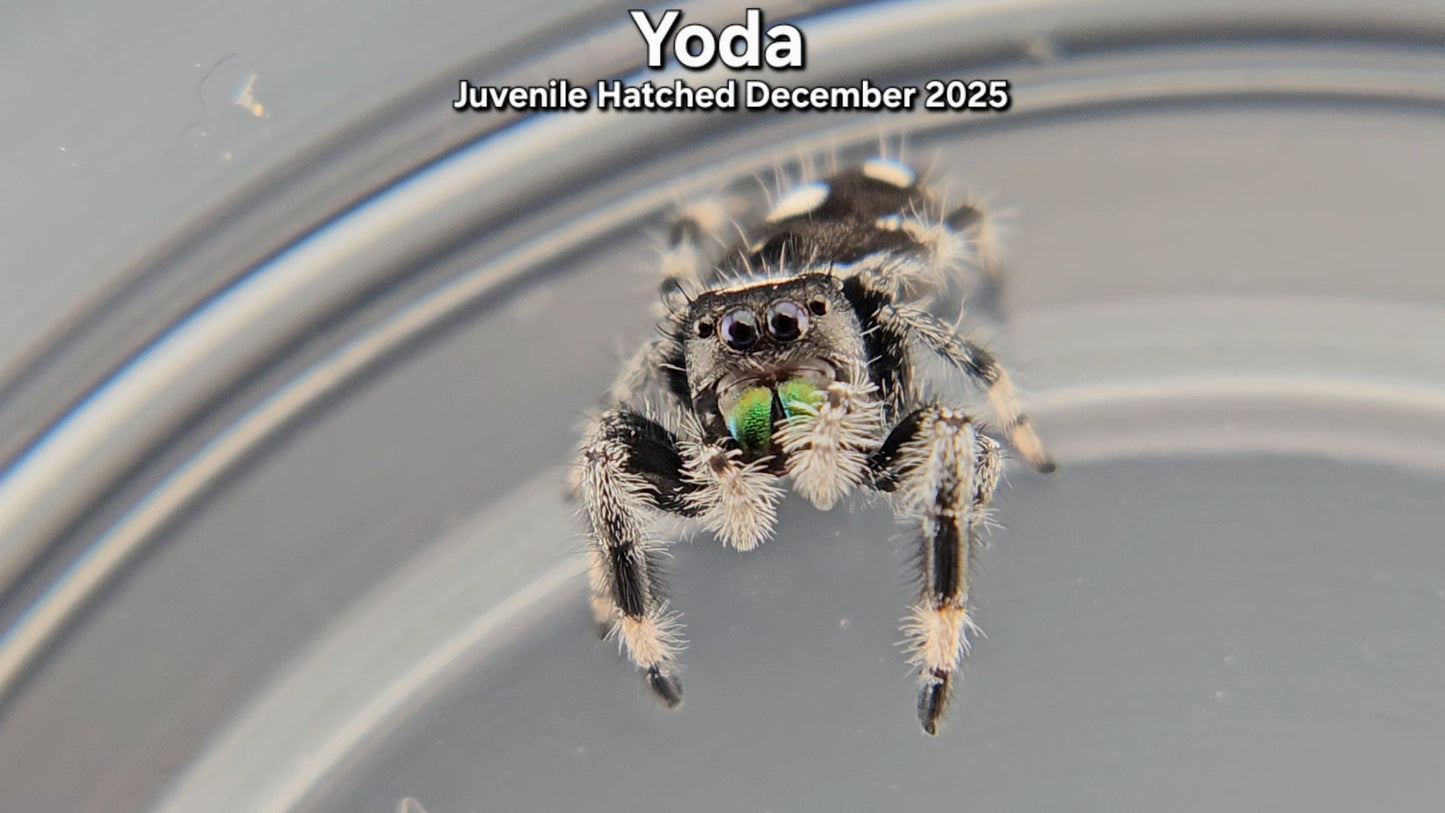 "Yoda" Male Regal (Phidippus regius) - Juvenile Hatched December 2025
