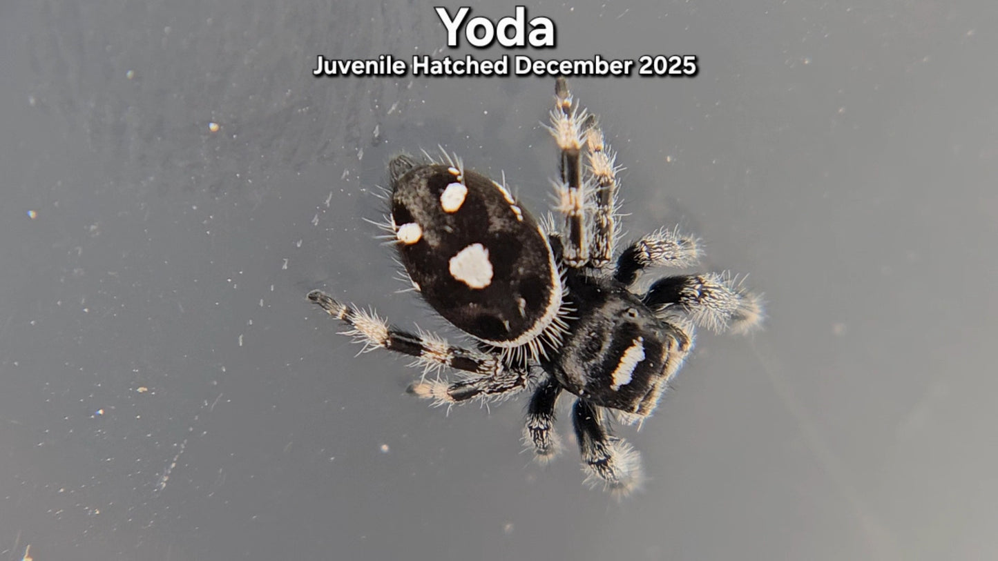 "Yoda" Male Regal (Phidippus regius) - Juvenile Hatched December 2025