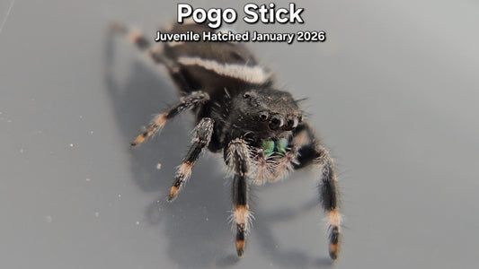 "Pogo Stick" Male Regal (Phidippus regius) - Juvenile Hatched January 2026
