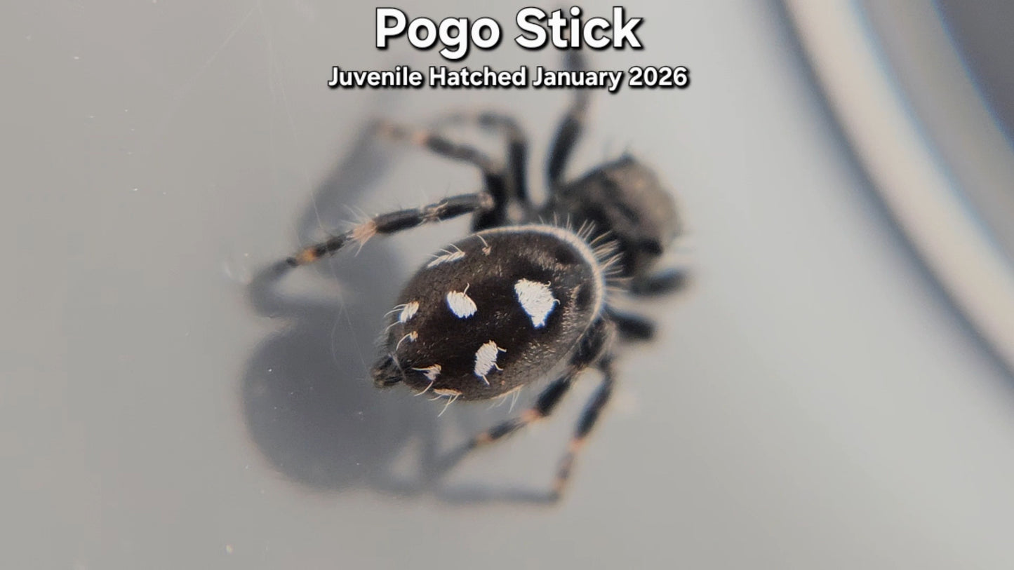 "Pogo Stick" Male Regal (Phidippus regius) - Juvenile Hatched January 2026