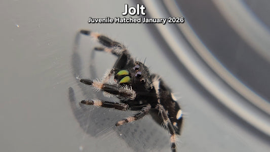 "Jolt" Male Regal (Phidippus regius) - Juvenile Hatched January 2026