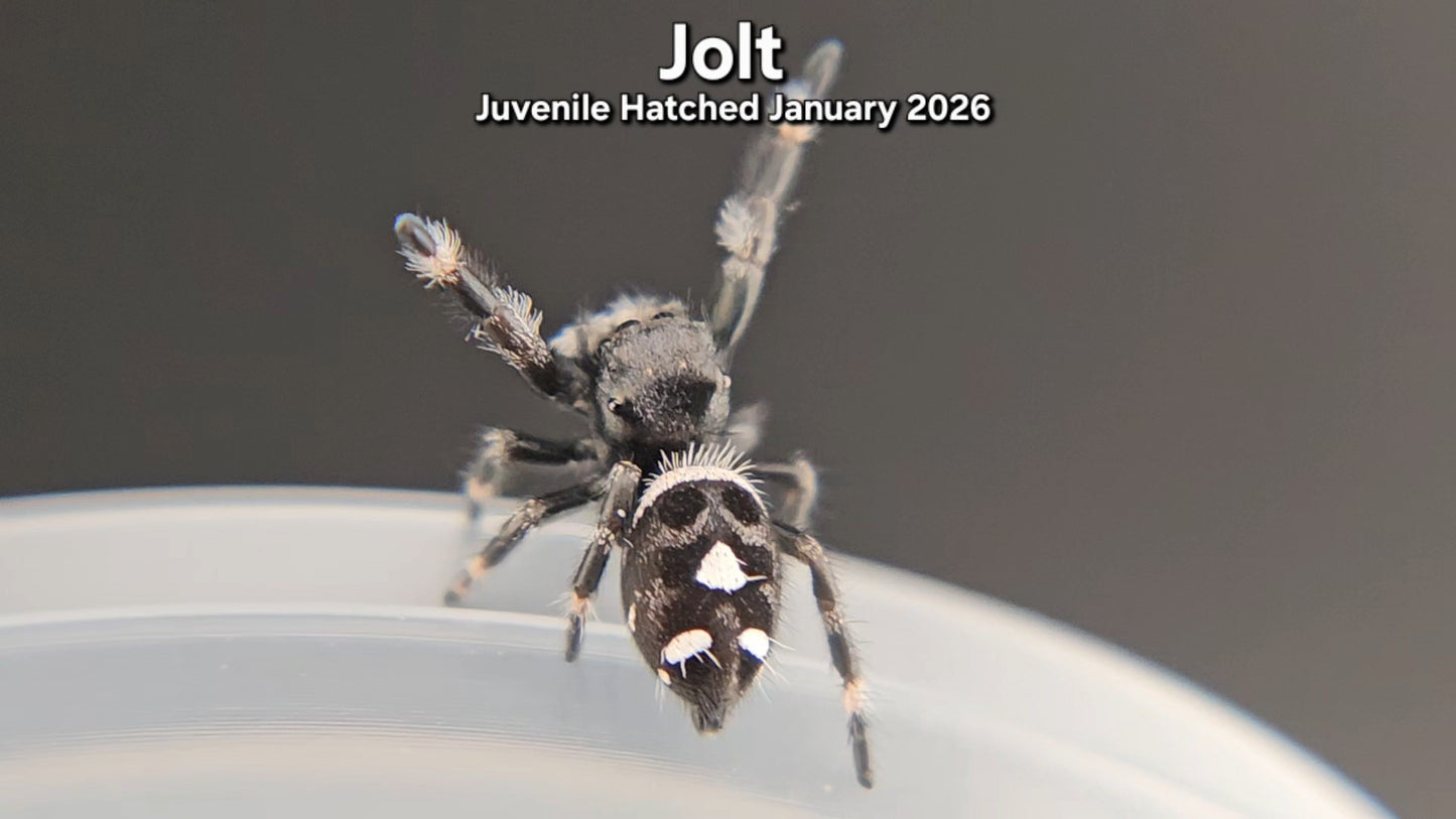 "Jolt" Male Regal (Phidippus regius) - Juvenile Hatched January 2026