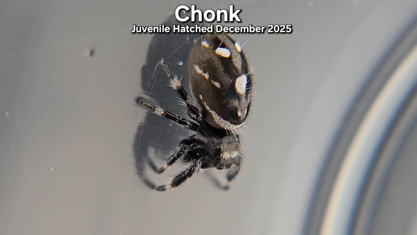 "Chonk" Male Regal (Phidippus regius) - Juvenile Hatched December 2025