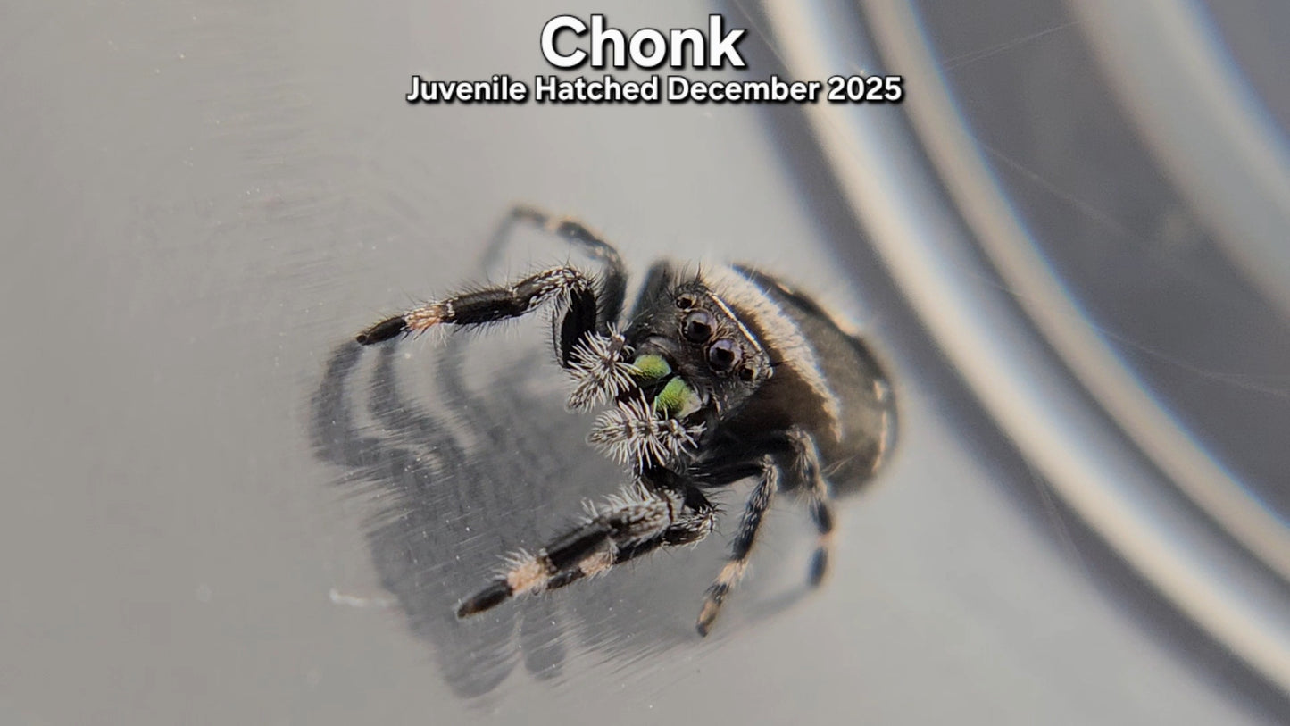 "Chonk" Male Regal (Phidippus regius) - Juvenile Hatched December 2025