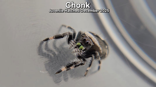 "Chonk" Male Regal (Phidippus regius) - Juvenile Hatched December 2025