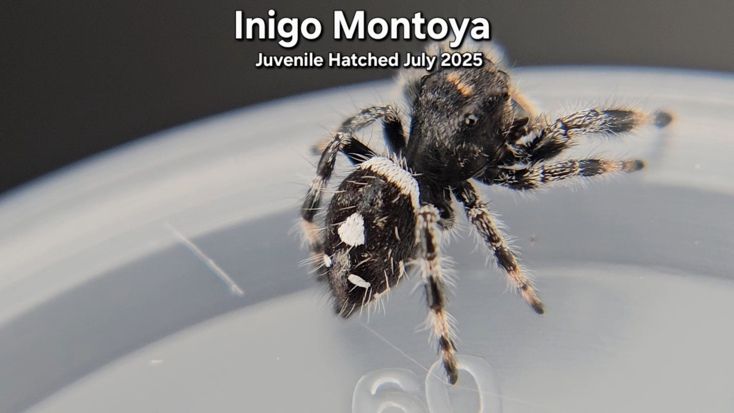 "Inigo Montoya" Male Regal (Phidippus regius) Juvenile Hatched July 2025