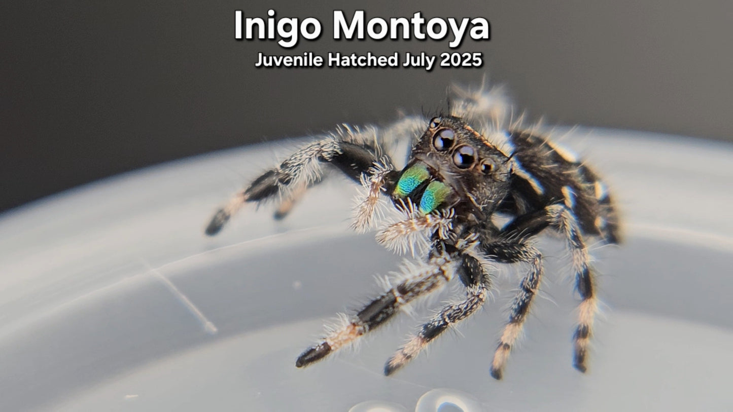 "Inigo Montoya" Male Regal (Phidippus regius) Juvenile Hatched July 2025