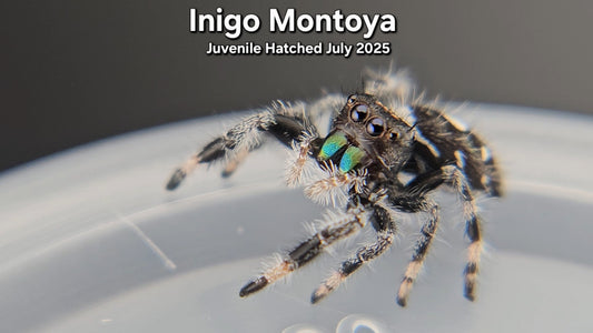 "Inigo Montoya" Male Regal (Phidippus regius) Juvenile Hatched July 2025