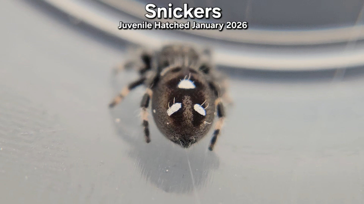 "Snickers" Male Regal (Phidippus regius) Juvenile Hatched January 2026