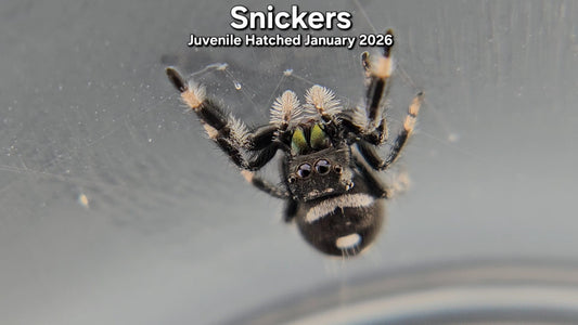 "Snickers" Male Regal (Phidippus regius) Juvenile Hatched January 2026