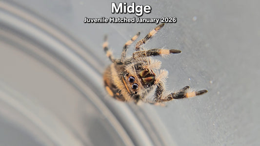 "Midge" Female Regal (Phidippus regius) Juvenile Hatched January 2026