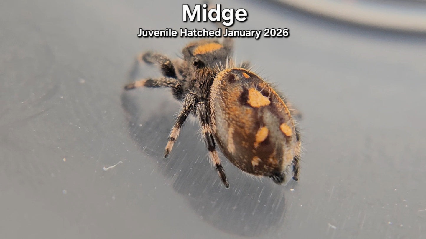 "Midge" Female Regal (Phidippus regius) Juvenile Hatched January 2026