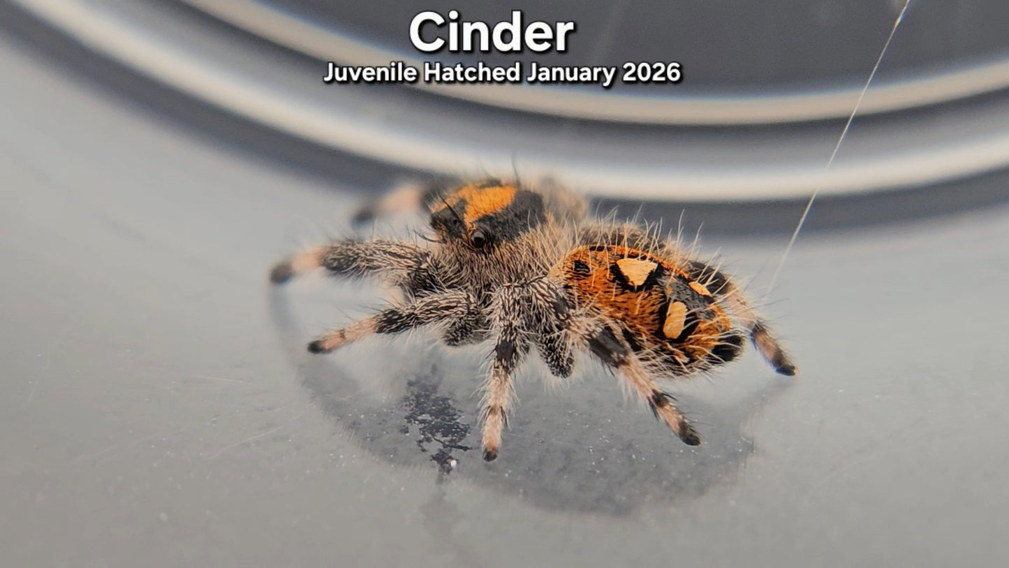 "Cinder" Female Regal (Phidippus regius) - Juvenile Hatched January 2026