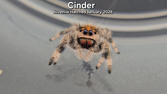 "Cinder" Female Regal (Phidippus regius) - Juvenile Hatched January 2026