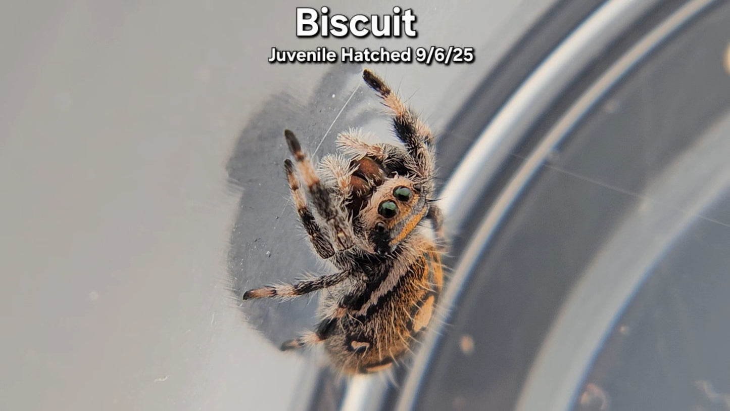 "Biscuit" Female Regal (Phidippus regius) Juvenile Hatched 9/6/25