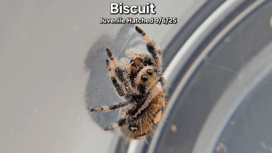 "Biscuit" Female Regal (Phidippus regius) Juvenile Hatched 9/6/25