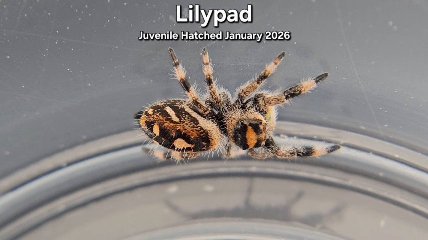 "Lilypad" Female Regal (Phidippus regius) Juvenile Hatched January 2026