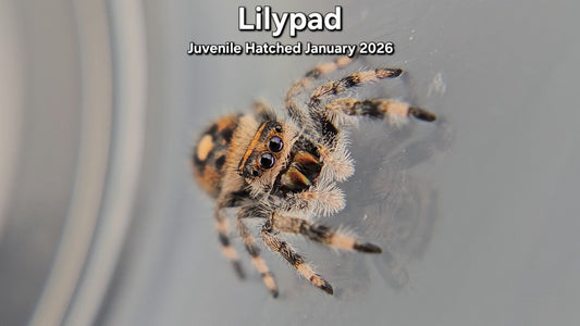 "Lilypad" Female Regal (Phidippus regius) Juvenile Hatched January 2026