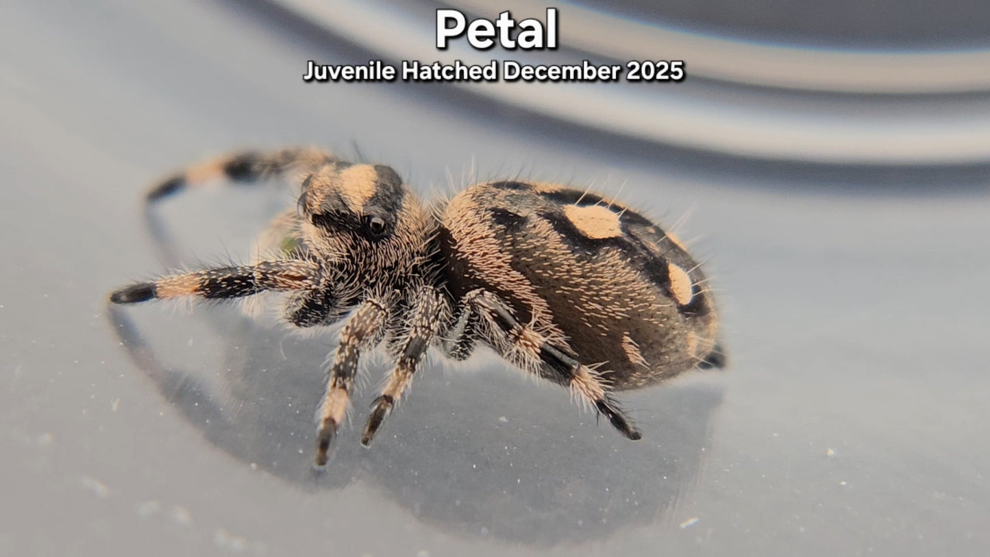 "Petal" Female Regal (Phidippus regius) - Juvenile Hatched December 2025