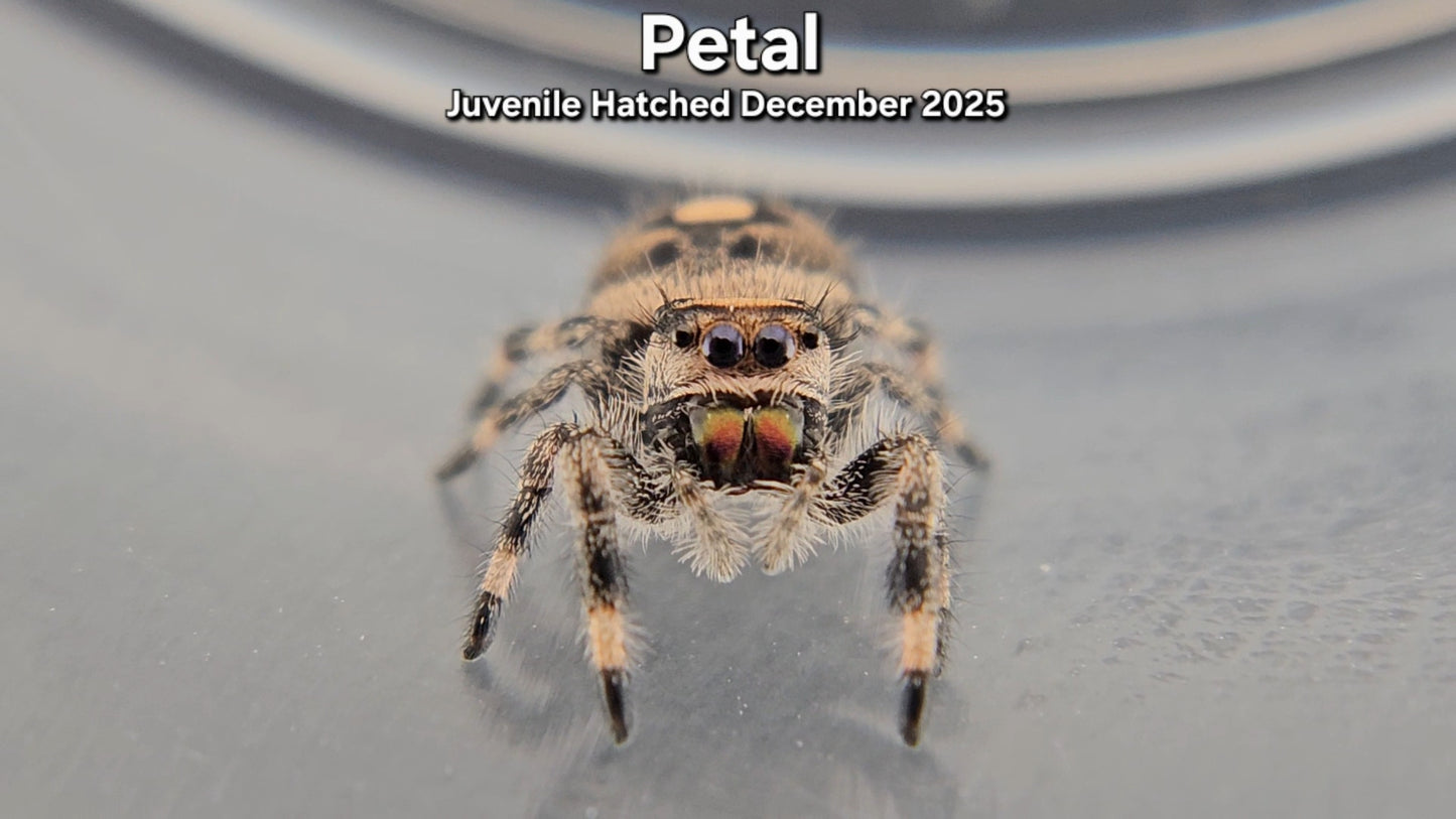 "Petal" Female Regal (Phidippus regius) - Juvenile Hatched December 2025