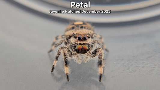 "Petal" Female Regal (Phidippus regius) - Juvenile Hatched December 2025