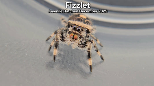 "Fizzlet" Female Regal (Phidippus regius) - Juvenile Hatched December 2025