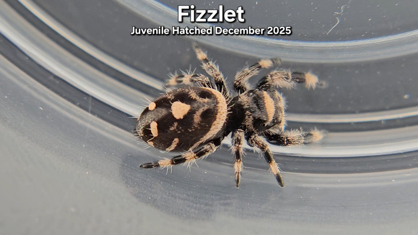 "Fizzlet" Female Regal (Phidippus regius) - Juvenile Hatched December 2025