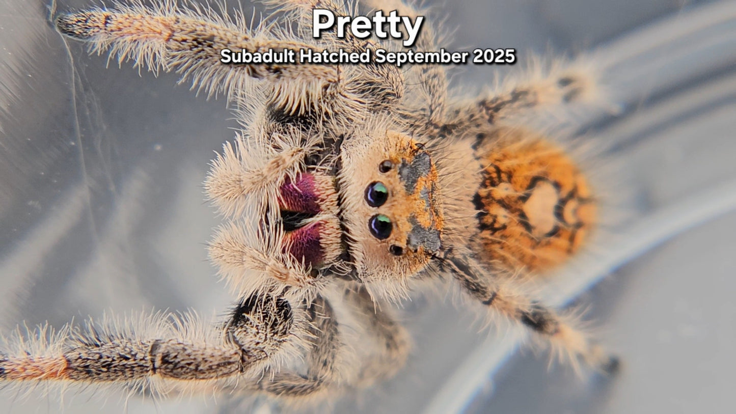 "Pretty" Female Regal (Phidippus regius) - Subadult