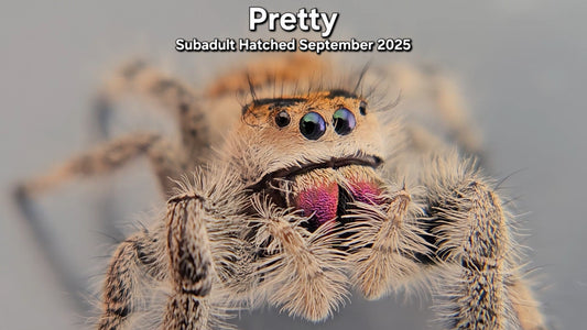 "Pretty" Female Regal (Phidippus regius) - Subadult